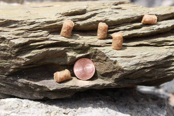 Truthahn Leckerli für Hunde – PANYS Soft-Mini's Frischtruthahn neben einer Cent-Münze