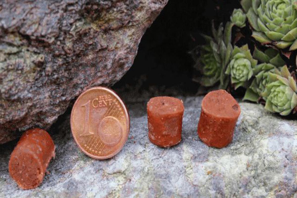 Kartoffel-Leckerli mit Strauss – drei PANYS Mini Kartoffelhäppchen Strauss neben einer 1-Cent-Münze