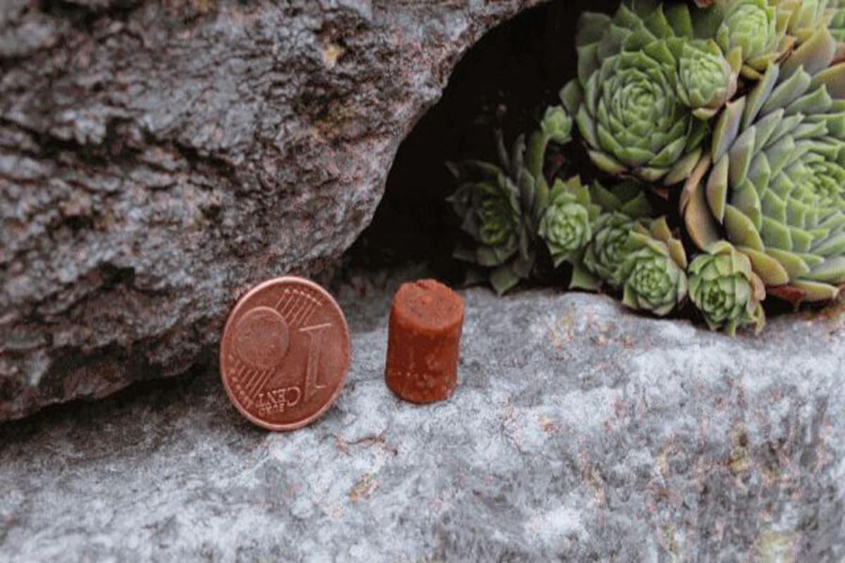 Getreidefreie Leckerli mit Rind – ein PANYS Mini Kartoffelhäppchen Rind neben einer 1-Cent-Münze