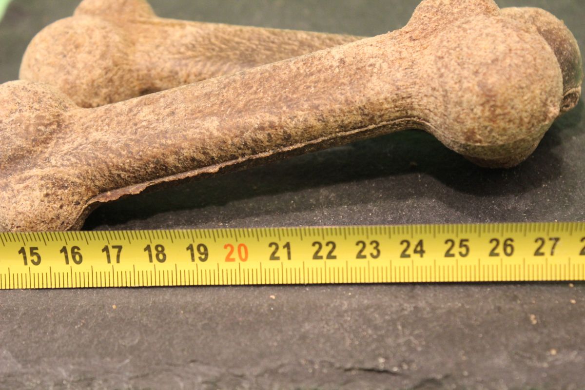 Hirschknochen für grosse Hunde – PANYS Grosse Hirschknochen auf dem Massband